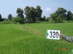 131540320a-irrigated-canal-rice.gif