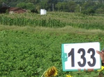 124900133b-rainfed-agriculture-groundnut-maize.gif