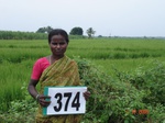 133340374a-irrigated-supplemental-groundwater-mixedcrop-rice-dominant-sugarcane.gif