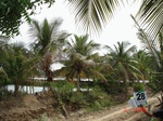 6175028b-fish-culture-scattered-coconut-tree.jpg