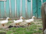 32083IMG_5612.JPG