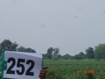 129030252c-rainfed-agriculture-cotton.gif