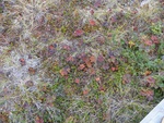 24990DSC00057.JPG