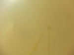 58462CIMG2912.JPG