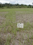 12305GT204_imperata_growth_trial.JPG