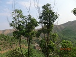 53472CIMG6809.JPG