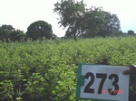 129810273a-irrigated-supplemental-lift-irrigation-cotton.gif
