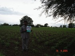 69960175c-irrigated-supplemental-groundwater-millet-dominant-cotton-onion-maize.jpg