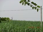 33095CIMG2330.JPG
