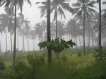 15924IMG_4473.JPG