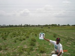 13151031b-irrigated-supplemental-tank-rice-double-crop.gif