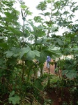 20072P1010923.JPG