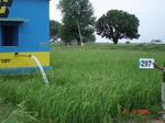 130630297c-rainfed-irrigated-supplemental-soyabean-dominant-rice-doublecrop-wheat.gif