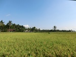 31258CIMG1120.JPG