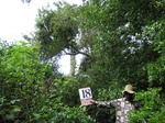 1173818-forest-remanant-degraded-iucna.jpg