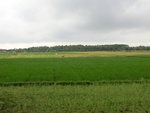 30970CIMG0831.JPG