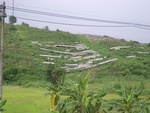 33613RIMG0278.JPG