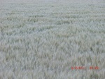 29787CIMG1140.JPG