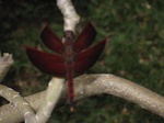 16587IMG_5374.JPG