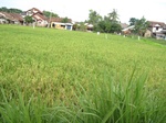 15533IMG_4603.JPG