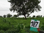 126840187c-rainfed-agriculture-mixedcrop-soyabean-gram.gif