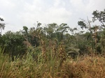 49217CIMG5554.JPG