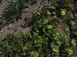 10352vp-046-Irrigated (SW) maize-gram-strips-a1.jpg