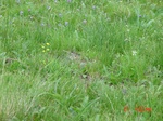 275982002-G99.JPG