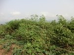 50410CIMG1039.JPG