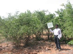 7799gt038a-shrublands-dense.jpg