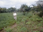 12021GT284_soybean_cassava_oilpalm.jpg