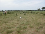 12097GT098_1yrFallow.JPG