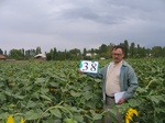 10238038-Irrigated (Surface water) sun flower-b.jpg