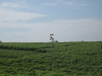 13956IMG_4247.JPG
