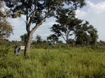 12147GT145_Cassia_O_fallow.JPG