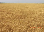 29355CIMG0584.JPG