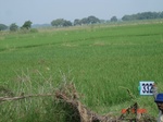 131980332c-rainfed-agriculture-rice.gif