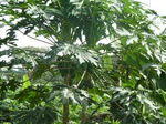 20121P1010972.JPG