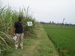 133420376b-irrigated-supplemental-groundwater-rice-dominant-sugarcane.gif