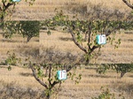 11456017-irrri-orchard-sw-1b.jpg