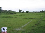 1188336-cropland-rice-fallow-with-high-weeeds-b.jpg