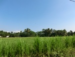 31268CIMG1130.JPG