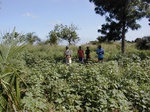 12042GT299_cotton.JPG