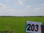 127350203a-irrigated-supplemental-tank-rice.gif