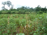 20268P1020123.JPG