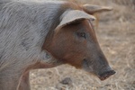 26770gounougou Lgdo Cameroon 005.jpg