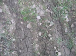 11521vp-034-Farm land (Surface water) winter wheat-a.jpg