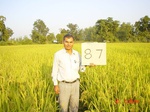 6616gt087-cropland-2.jpg