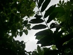 45552CIMG2637.JPG