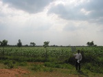 9302gt030-cropland-rainfed-with-supplemental-irrigation.gif